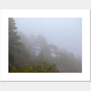 Evergreens in the Mist, Grand Canyon Posters and Art